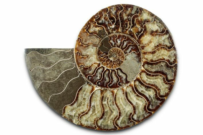 Cut & Polished Ammonite Fossil (Half) - Madagascar #347828